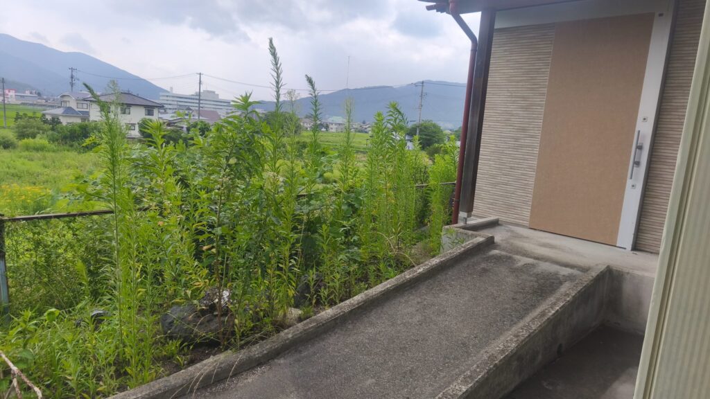 田舎の実家の玄関脇から見た庭と田んぼ