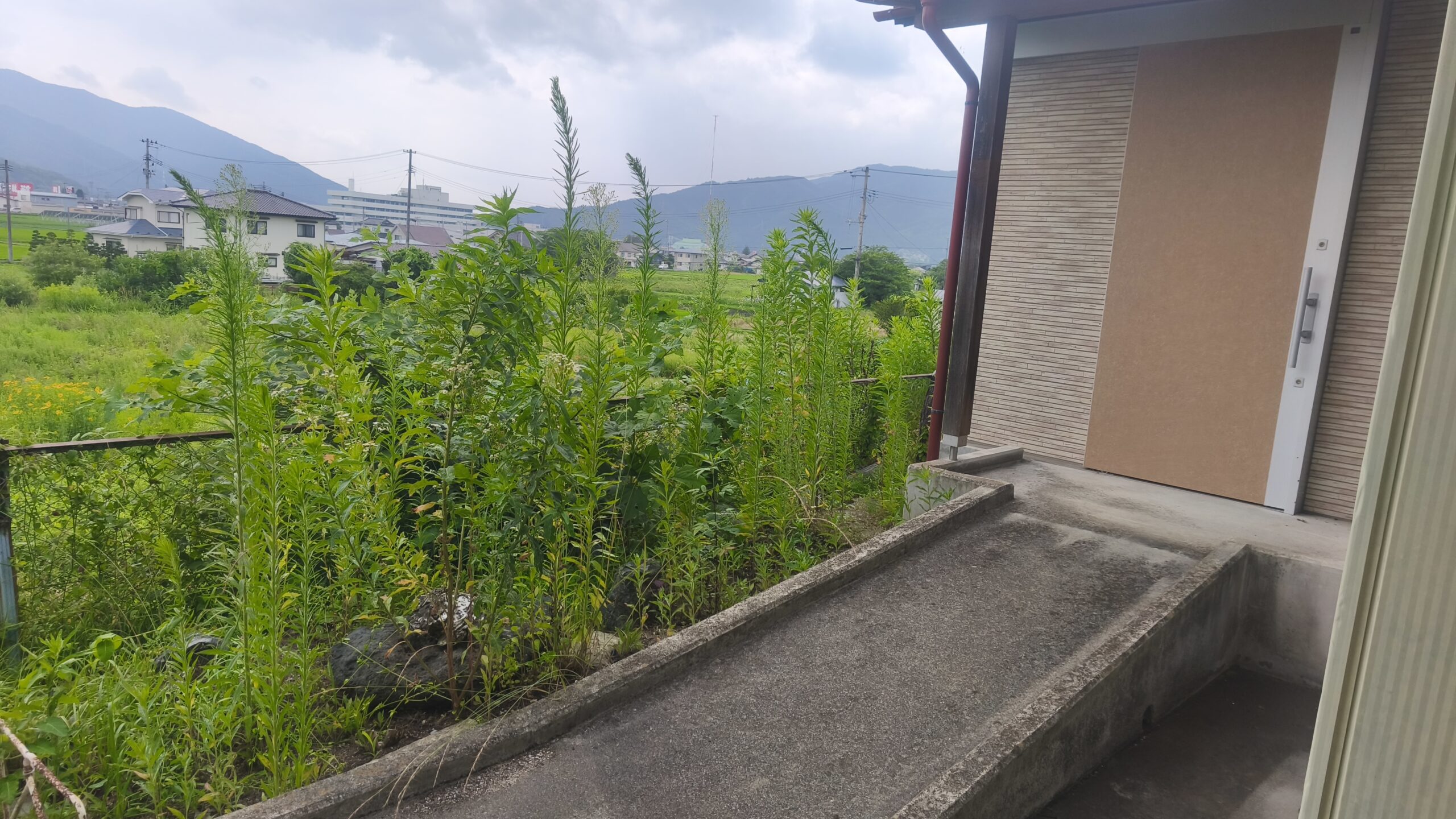 実家の玄関脇から見た庭。雑草が伸び、目の前には田んぼと山が広がる